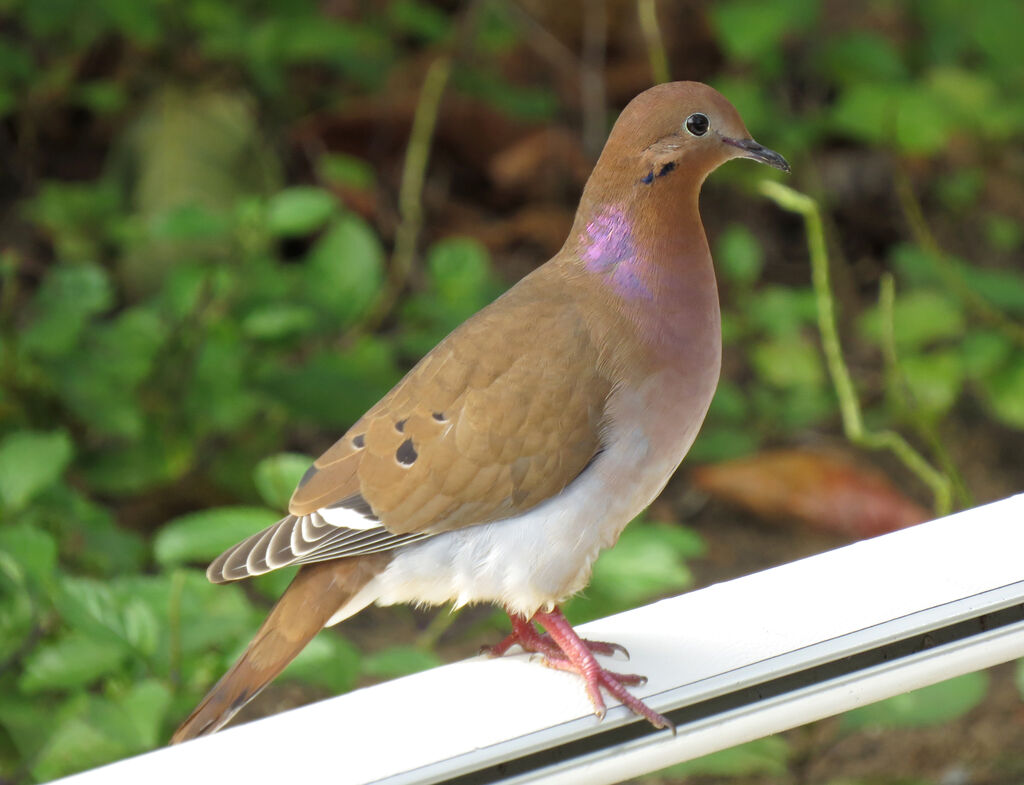 Zenaida Dove