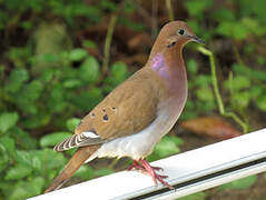 Zenaida Dove