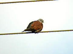 Red Turtle Dove