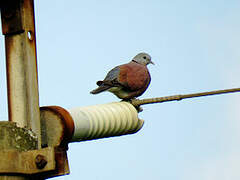 Red Turtle Dove