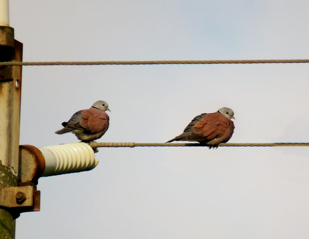 Red Turtle Dove