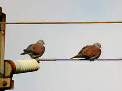 Red Turtle Dove