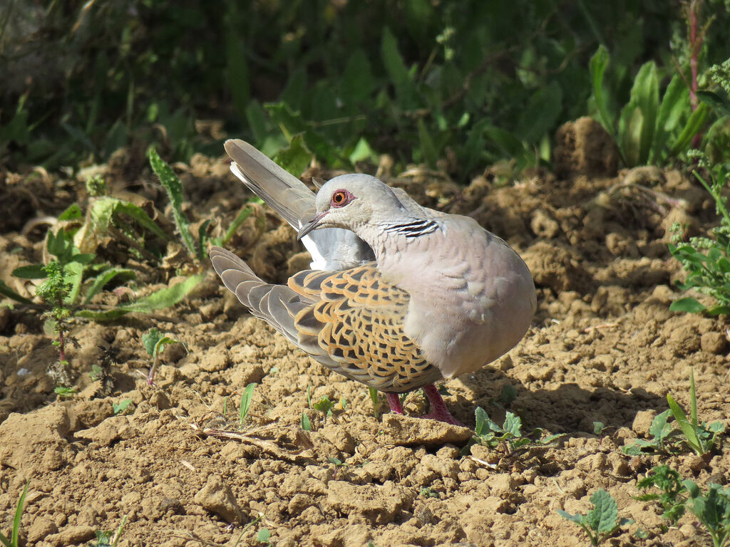 European Turtle Dove