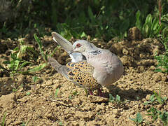 European Turtle Dove