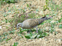 European Turtle Dove