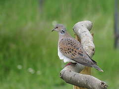 European Turtle Dove