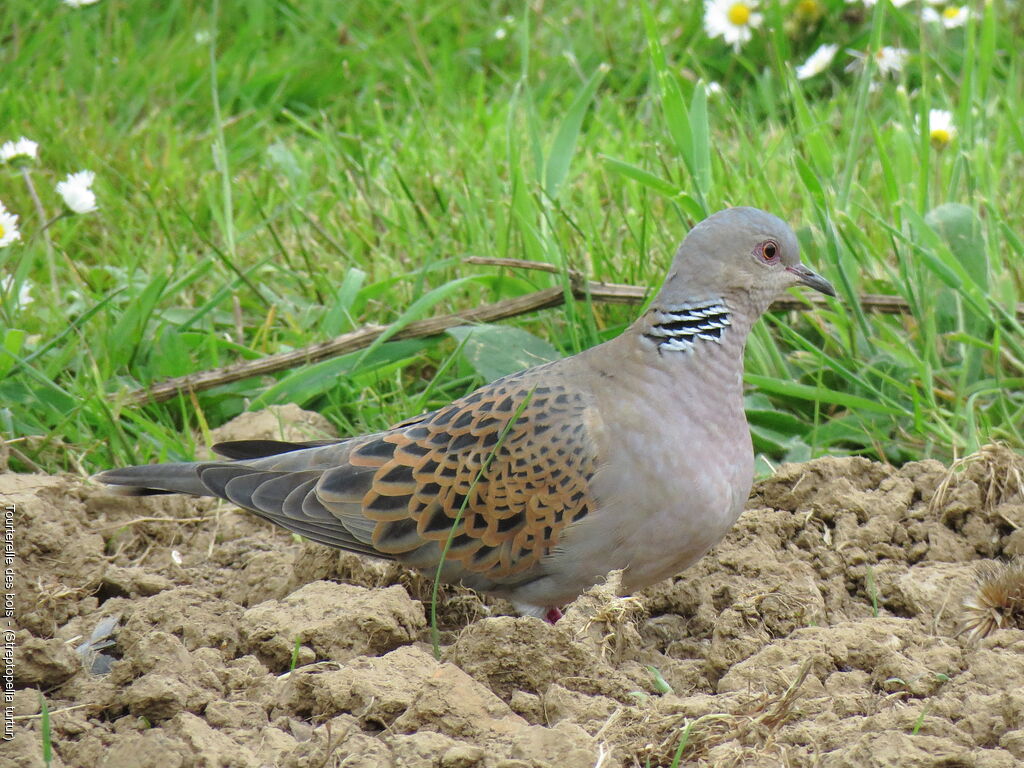 European Turtle Dove