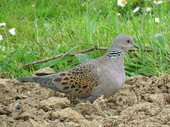 European Turtle Dove