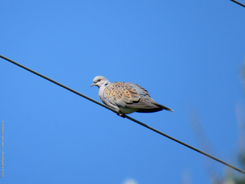 European Turtle Dove