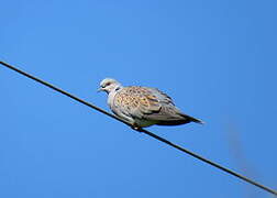 European Turtle Dove