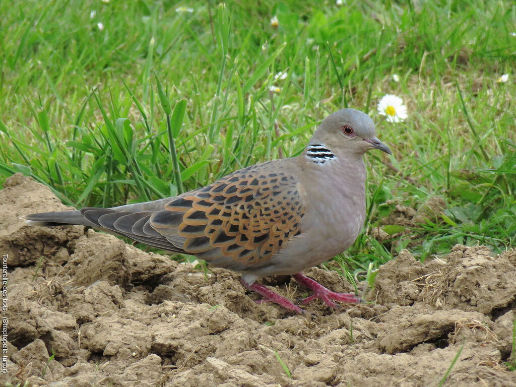 European Turtle Dove