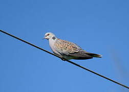 European Turtle Dove