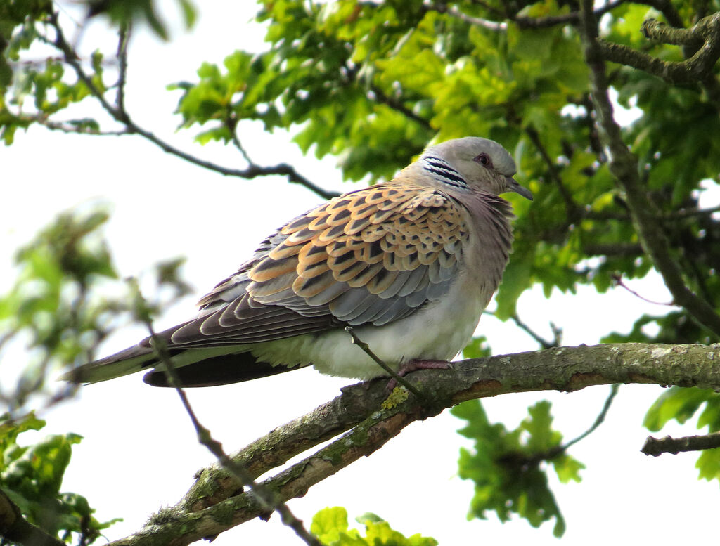 European Turtle Dove