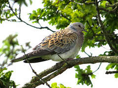 European Turtle Dove