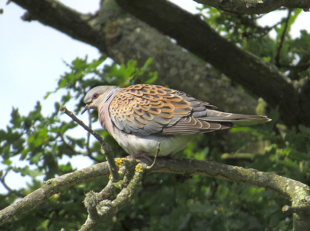 European Turtle Dove