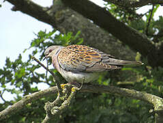 European Turtle Dove