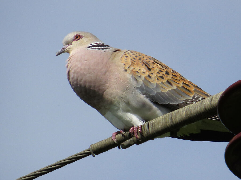 European Turtle Dove