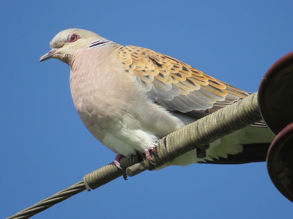 European Turtle Dove