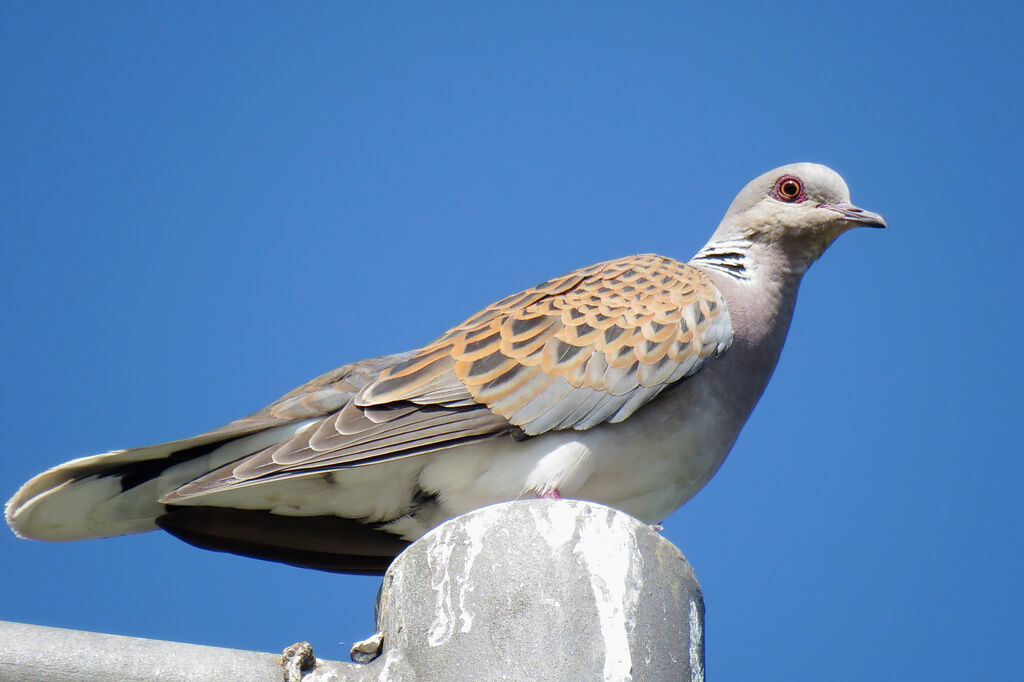 European Turtle Dove