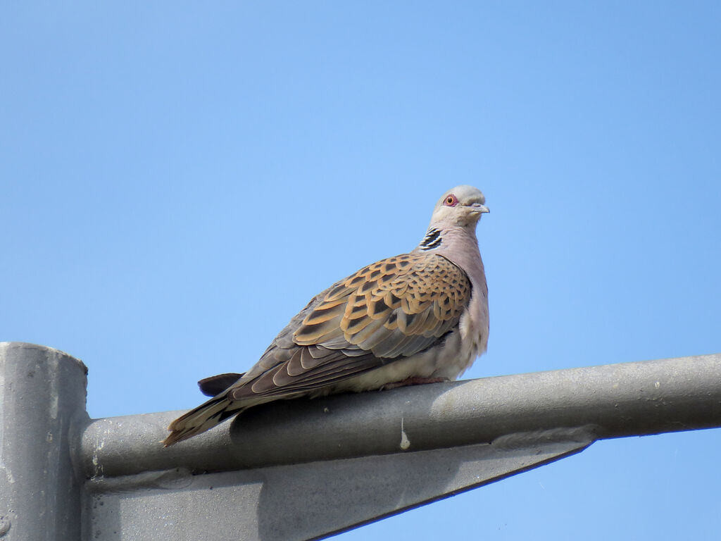 European Turtle Dove