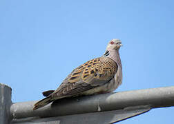 European Turtle Dove