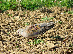 European Turtle Dove