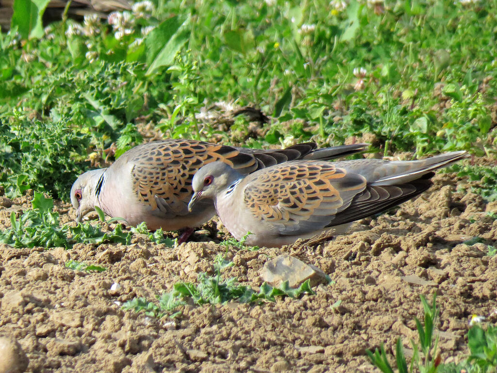 European Turtle Dove