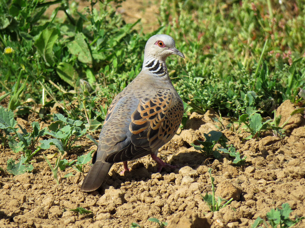 European Turtle Dove