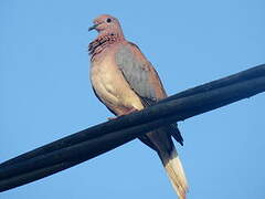 Laughing Dove