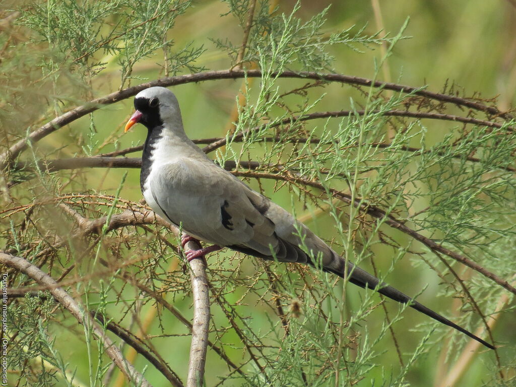 Namaqua Dove