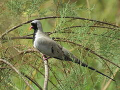 Namaqua Dove