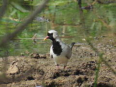 Namaqua Dove