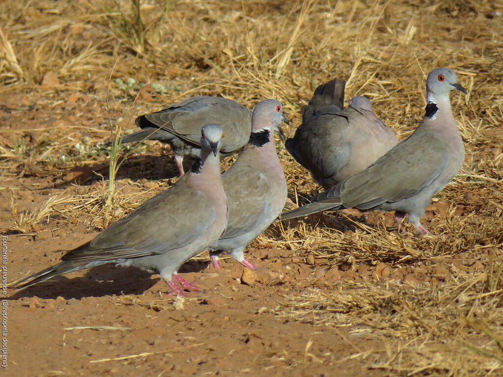 Mourning Collared Dove