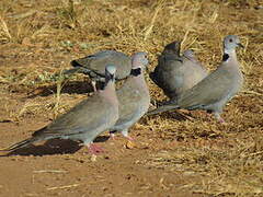 Mourning Collared Dove