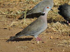 Mourning Collared Dove