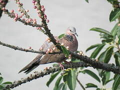 Spotted Dove