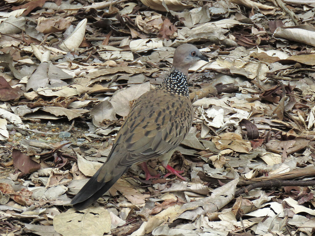 Spotted Dove