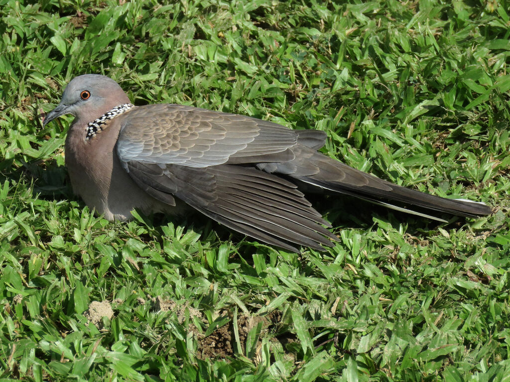 Spotted Dove