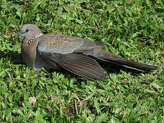 Spotted Dove