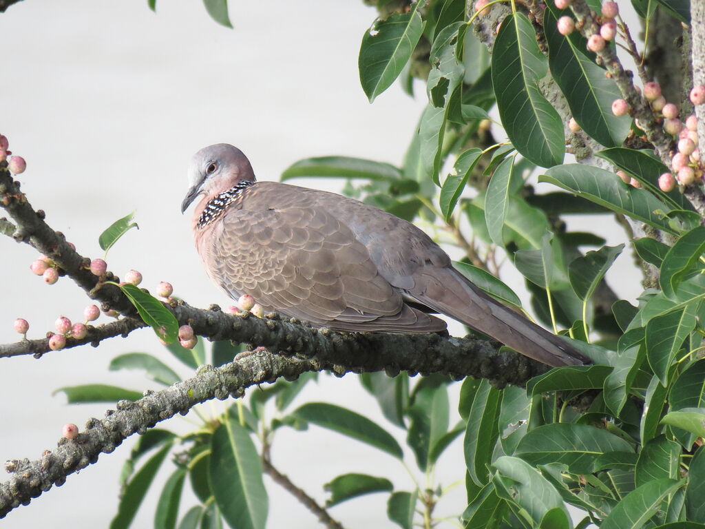 Spotted Dove