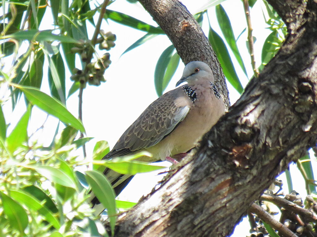 Spotted Dove