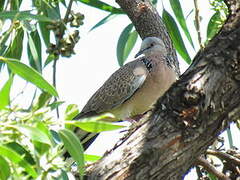 Spotted Dove