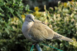 Eurasian Collared Dove