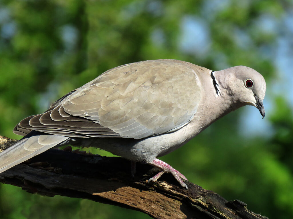 Eurasian Collared Dove