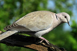 Eurasian Collared Dove