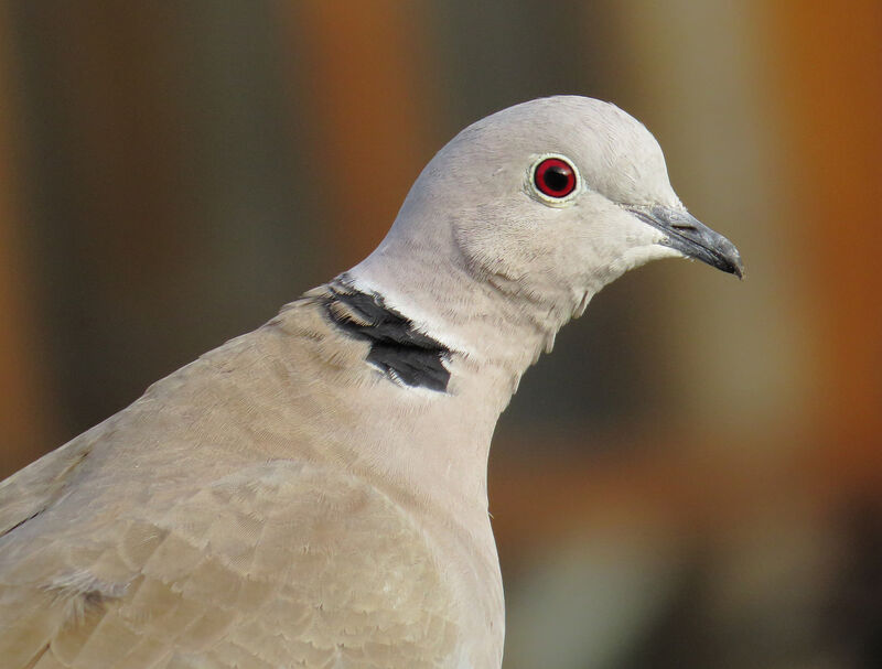 Eurasian Collared Dove, close-up portrait