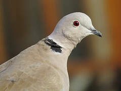 Eurasian Collared Dove