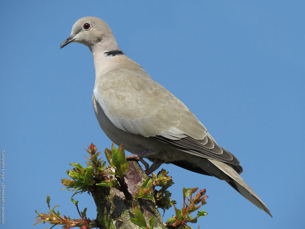 Eurasian Collared Dove