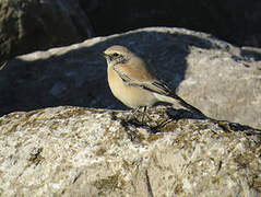 Desert Wheatear