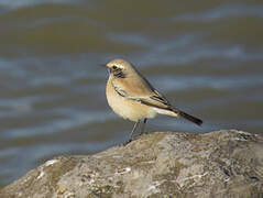 Desert Wheatear